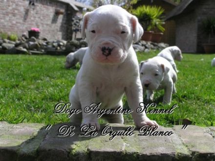 De La Orgullo Blanco