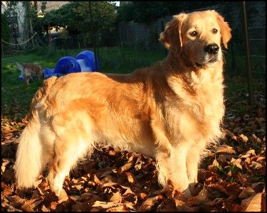 The heart of golden dreams