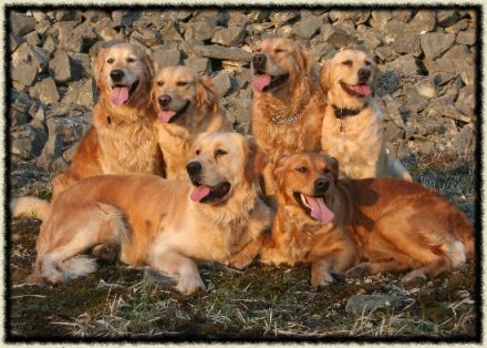 The heart of golden dreams