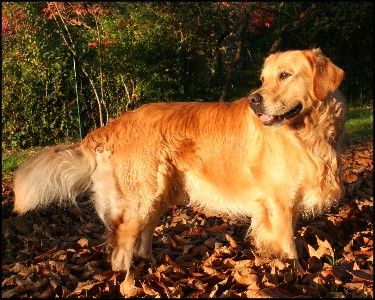 The heart of golden dreams