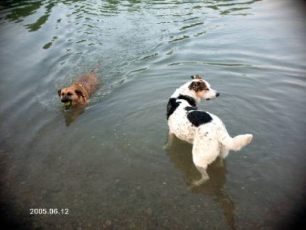 T. & S. unsere Hundeschule-pension
