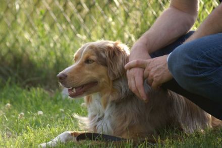 Hundeschule CAMPUSCANE