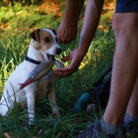 Hundeschule CAMPUSCANE