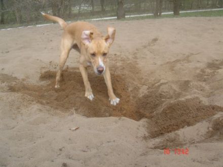 Hundeschule Wendelstein - Nürnberg