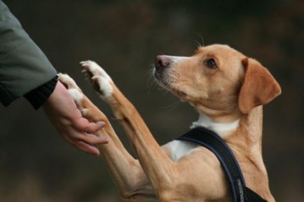 Hundeschule Wendelstein - Nürnberg