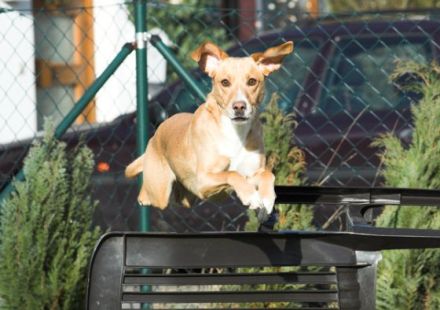 Hundeschule Wendelstein - Nürnberg