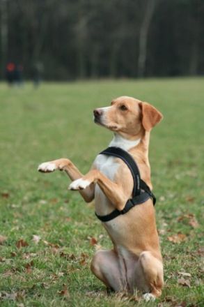 Hundeschule Wendelstein - Nürnberg