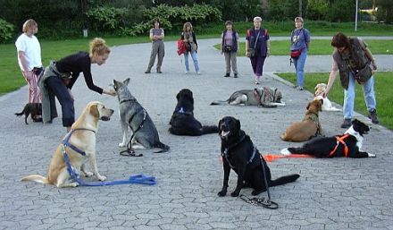 Reginas Hundeschule