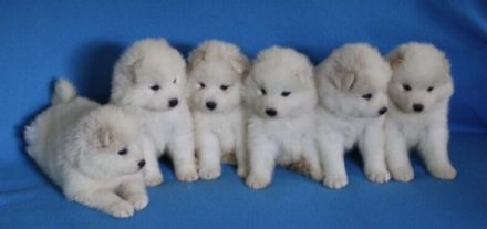 Samojeden vom Kalten Feld