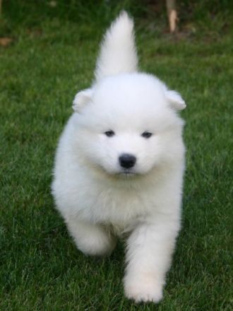 Samojeden vom Kalten Feld