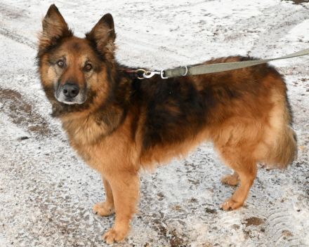 Hundetrainer vor Ort - Kastellaun & Hunsrück