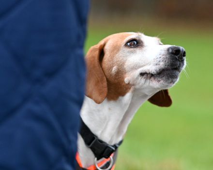 Hundetrainer vor Ort - Kastellaun & Hunsrück