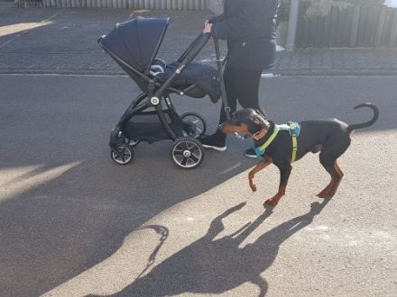Hundetrainer vor Ort - Kastellaun & Hunsrück