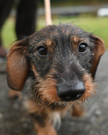 Hundetrainer vor Ort - Kastellaun & Hunsrück