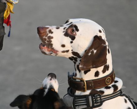 Hundetrainer vor Ort - Kastellaun & Hunsrück