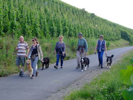Hundetrainer vor Ort - Kastellaun & Hunsrück