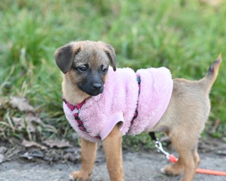 Hundetrainer vor Ort - Kastellaun & Hunsrück