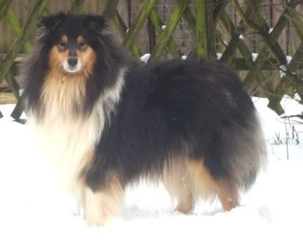 vom Haus Rosenpracht