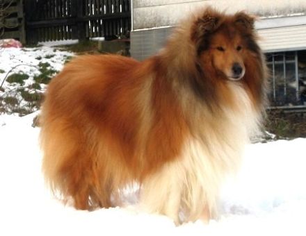 vom Haus Rosenpracht