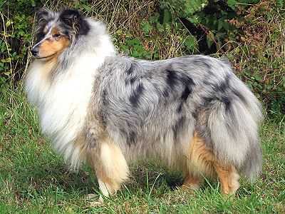 vom Haus Rosenpracht