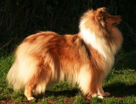 vom Haus Rosenpracht