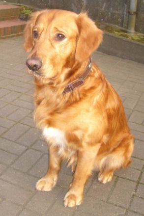 Pension Schwalbennest, USEDOM/Benz