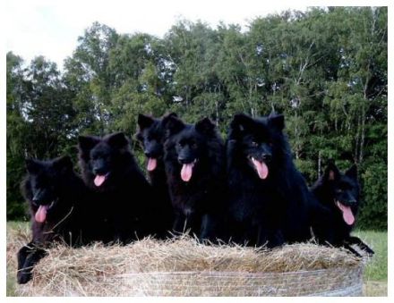 von der Arnold's Eiche