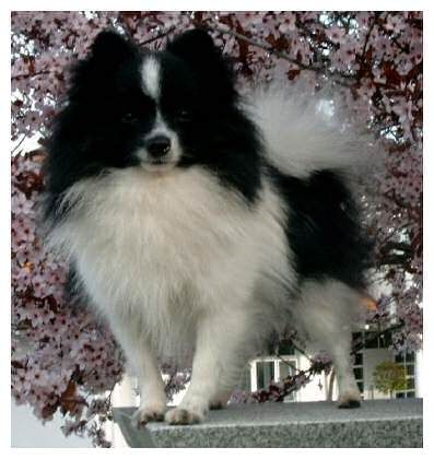 von der Arnold's Eiche