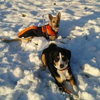 14 Jahre Mobile Hundeschule Pforzheim Alexa Noll