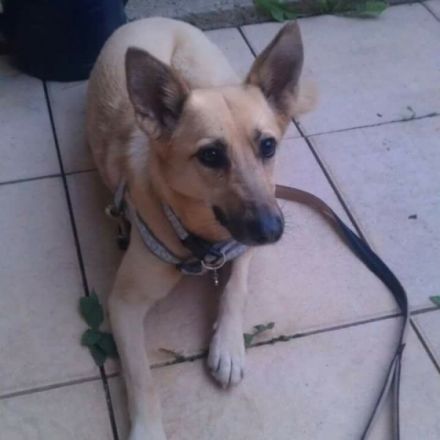 14 Jahre Mobile Hundeschule Pforzheim Alexa Noll