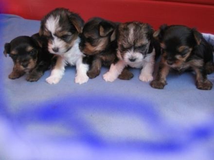 vom Goldenen Engelberg