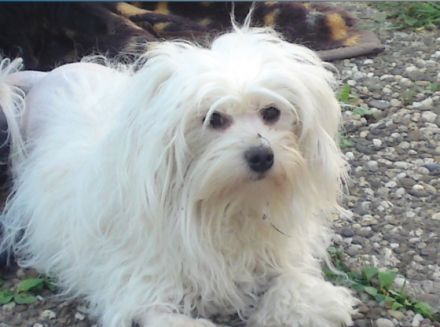 von dem Oderparadies