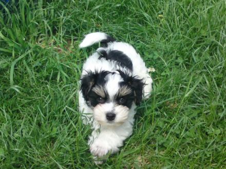 von dem Oderparadies