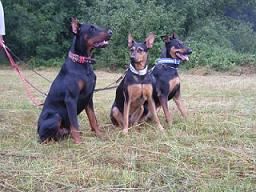 Mein Hund als Partner