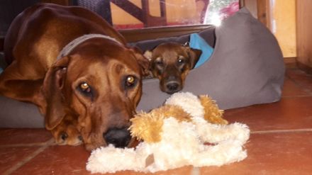 Hundeschule Luckydoggy