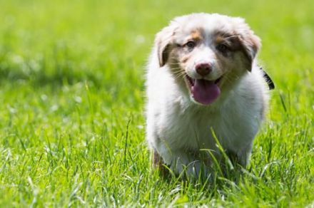 Hundeschule Saus, Eschweiler