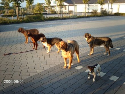 Ausbildung und Beschäftigung mit dem Hund