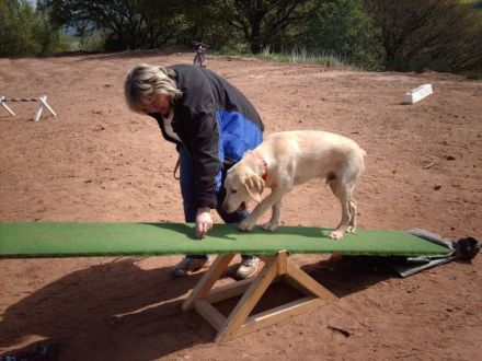 Ausbildung und Beschäftigung mit dem Hund
