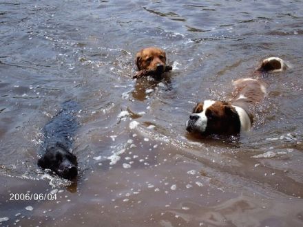 Ausbildung und Beschäftigung mit dem Hund