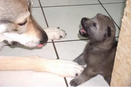 von den Baaler Wölfen