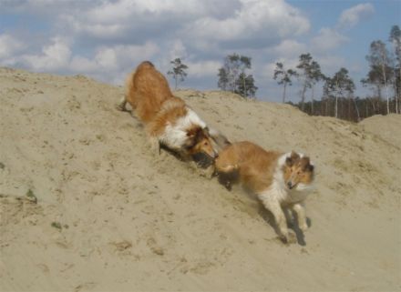 Hundepension Colliefreunde