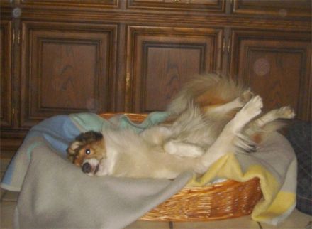 Hundepension Colliefreunde