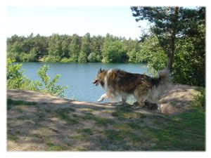 Hundepension Colliefreunde