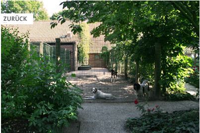 Tieroase Birkenschold