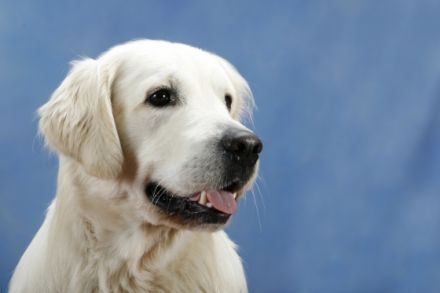 vom Sulzbacher Scheuerberg