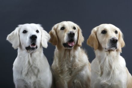 vom Sulzbacher Scheuerberg