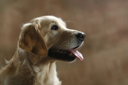 vom Sulzbacher Scheuerberg