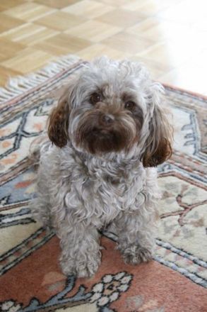 von der grünen Linde