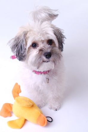 von der grünen Linde