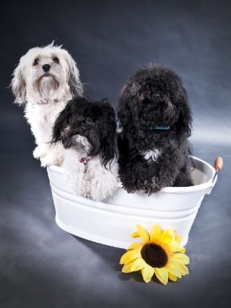 von der grünen Linde